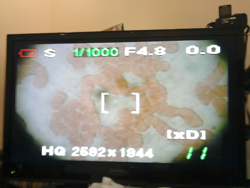 Bad-1B